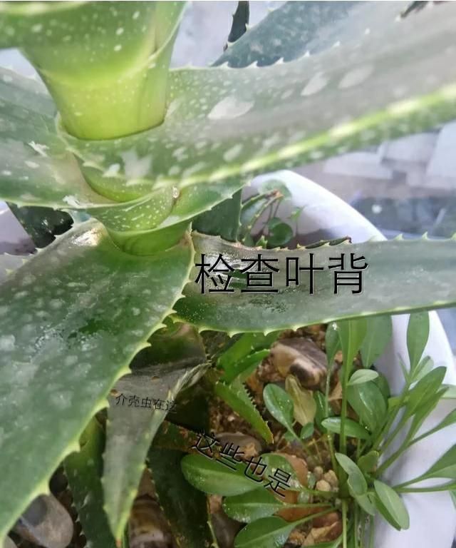 芦荟叶片上有油脂是什么原因,芦荟叶出黏液的原因图2