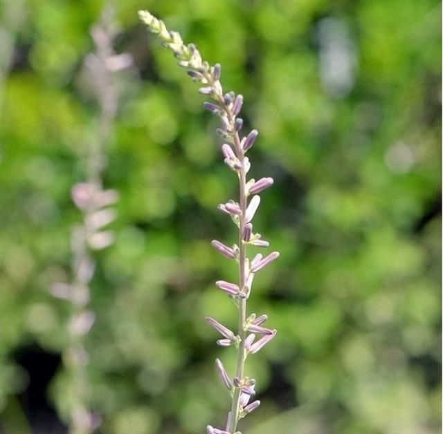 《神农识药》清热泻火药之知母