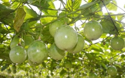 关于百香果的市场需求分析,百香果营养成分表100克