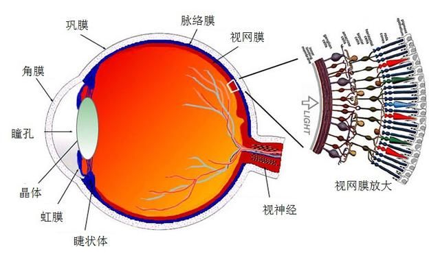 死人眼睛里存留死之前的影像吗(人死前最后见到的影像)图4