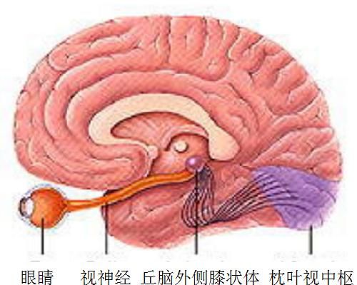 死人眼睛里存留死之前的影像吗(人死前最后见到的影像)图6