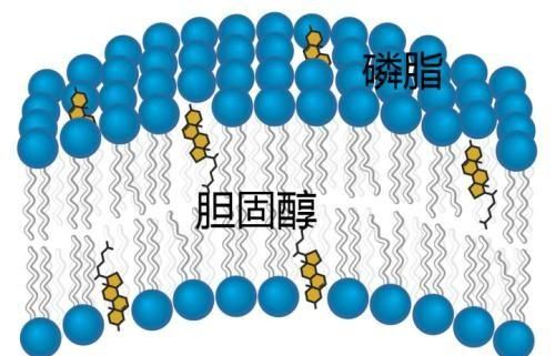 胆固醇到底是否有害图2