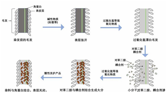 植物成分染发剂更安全？多久染发一次比较好？专家这次解释清楚了