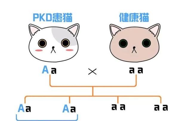 猫得了遗传病多囊肾还能活多久图1