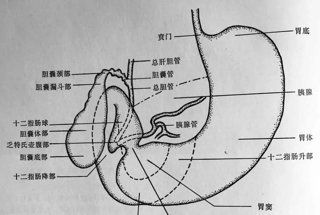 胃溃疡如何诊断,胃溃疡如何诊断出来图1