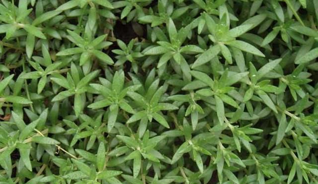人见人爱的“垂盆草”，养在家里好处多，生活中能解决许多小问题