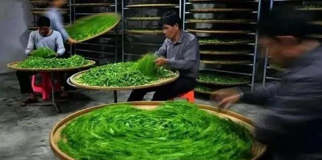 武夷茶课堂|做青的技术活你懂多少？