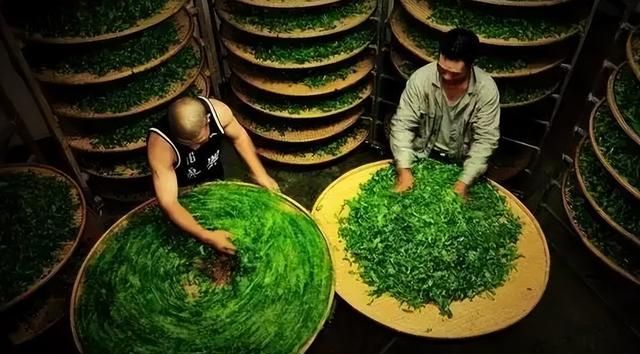 武夷茶课堂|做青的技术活你懂多少？