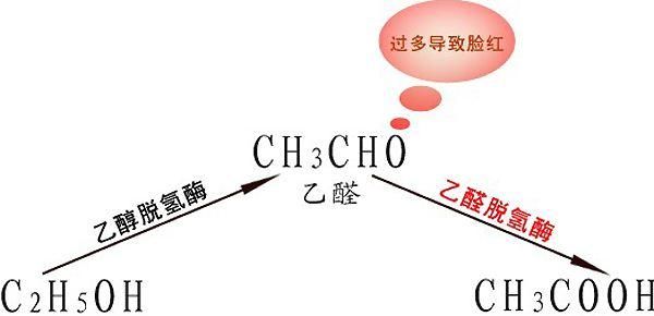 喝酒脸红怎么回事,喝酒脸红缺少啥酶图2