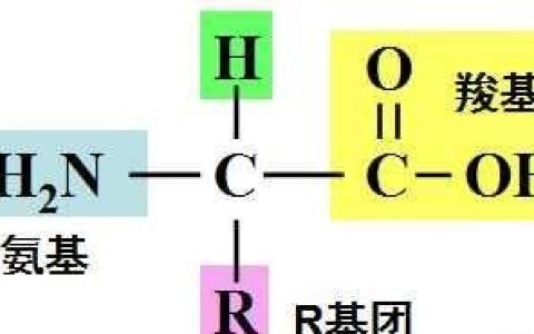 蛋白质的主要作用是什么