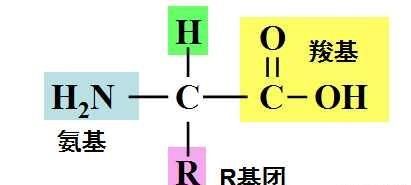 蛋白质的主要作用是什么图1