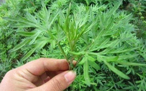 艾叶煮鸡蛋有什么功效