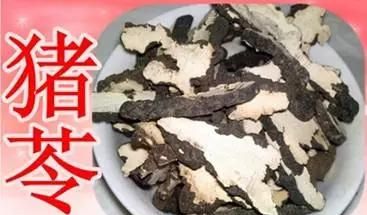 利水渗湿的猪苓,猪苓有利水渗湿的作用吗图1