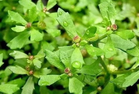 鹅不食草长什么样,鹅不食草长什么样的图1