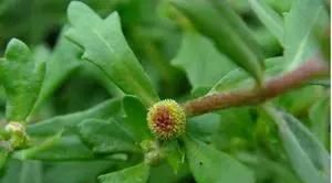 鹅不食草长什么样,鹅不食草长什么样的图4