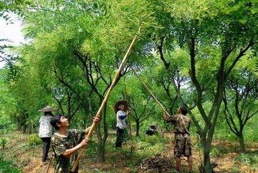 每年7月槐米采收的季节，让乡浓给你聊一下槐米的功效和作用