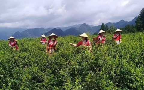 农村种植的藤茶有什么作用和功效