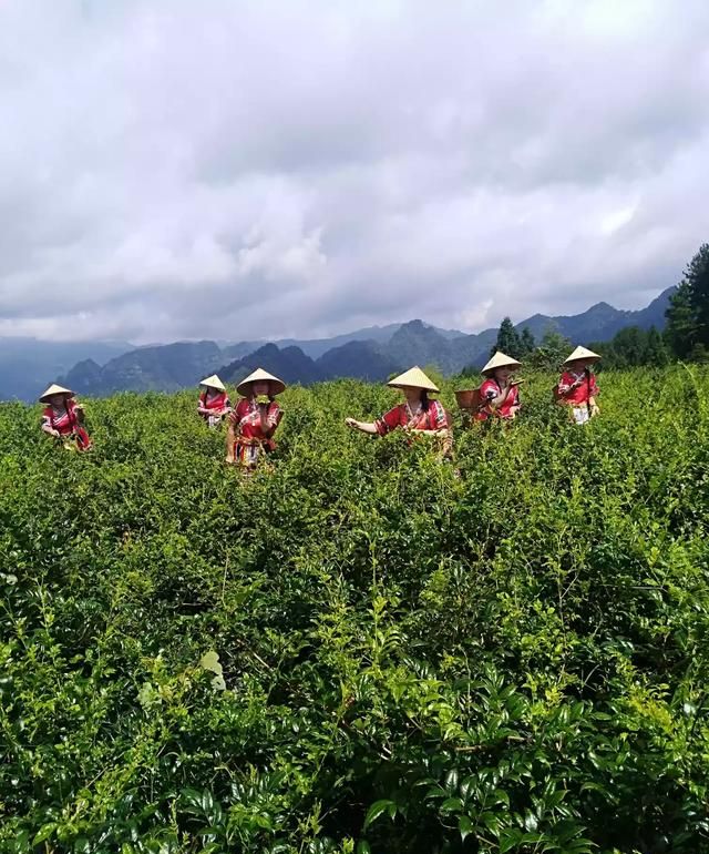 农村种植的藤茶有什么作用和功效图1