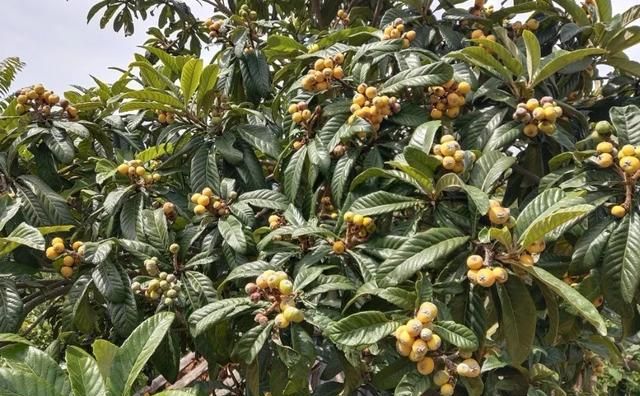 蜂蜜枇杷膏润肺止咳、清热去火，一分钟教你制作枇杷膏，零失败