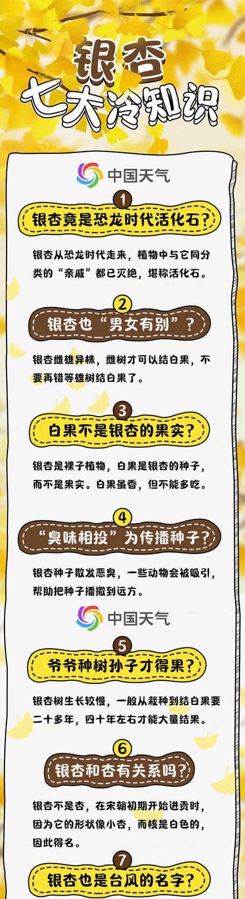 揭秘金黄银杏背后的天气密码 这7大冷知识你知道吗？