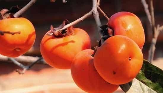 食物相克风波再起！柿子和螃蟹真的不可兼得？