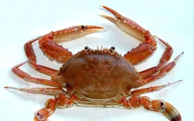 食物相克风波再起！柿子和螃蟹真的不可兼得？