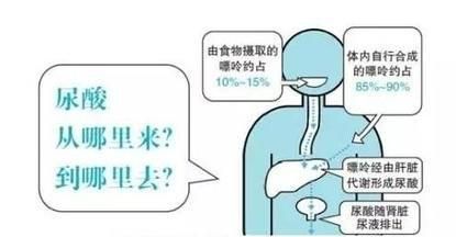 高尿酸的人什么时候锻炼最好,降尿酸最好的锻炼方法图9