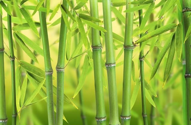中药竹叶、竹茹、竹沥，让我们学习与青史留名有关的植物——竹