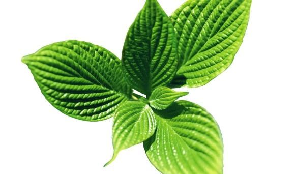薄荷的营养价值 清热解毒提神降火