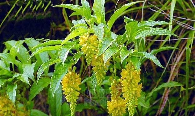 倒吊黄花的功效有哪些图1