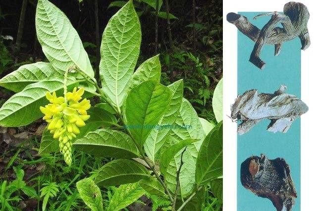 倒吊黄花的功效有哪些图3