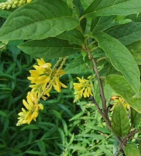 倒吊黄花的功效有哪些图6
