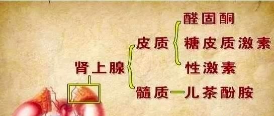 肾上腺是什么,肾上腺是什么分泌图3