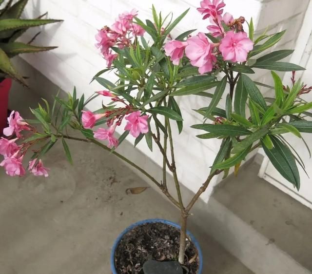 卧室有4种花，赶紧搬走，否则会影响睡眠