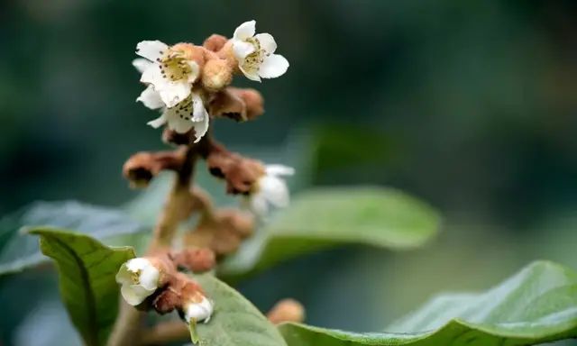 它的花、叶、果都能润肺止咳！过年熬夜、K歌后煮水喝，舒服