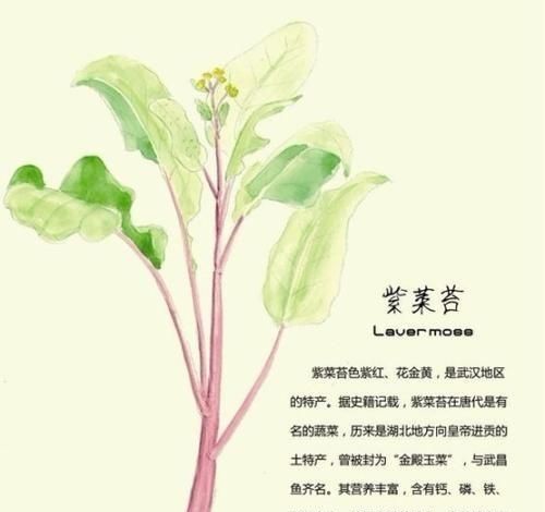 怀孕五个月红菜苔能吃吗图2