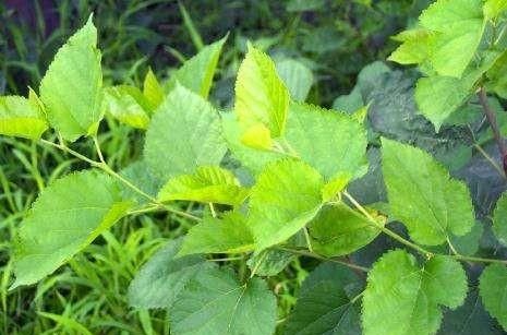 桑树的根茎叶果分别具有什么功效作用图3