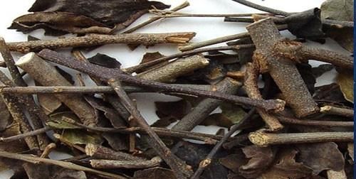 桑树的根茎叶果分别具有什么功效作用图5