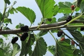 桑树的根茎叶果分别具有什么功效作用图6