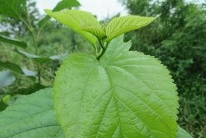 桑树的根茎叶果分别具有什么功效作用图8