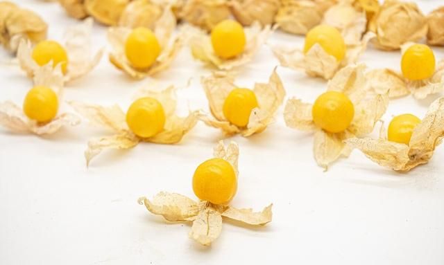 菇娘：曾经被人们视为杂草，却是高级新型营养保健果，如何种植？