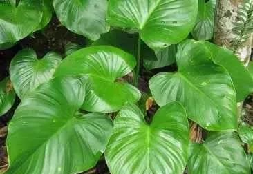 坚持每天最少记一味中药—浙贝母｜第 168天