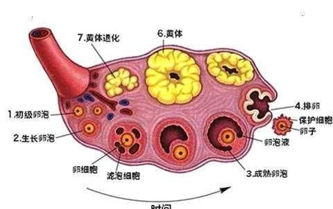 怎么判断是卵泡和卵巢囊肿呢图2