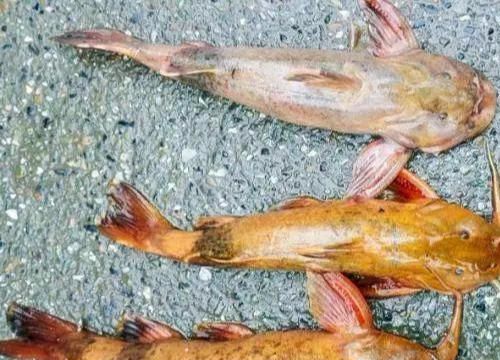 郑州网友：7种农村河里“最好吃”的鱼，一般人殊不知价值珍贵