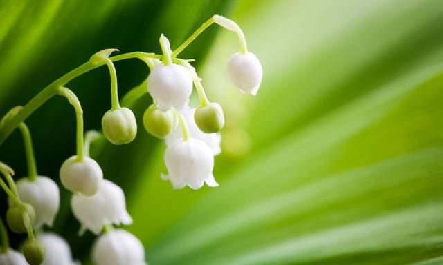 水仙花和什么花不能种在一起(水仙花和什么花可以一起养)图1