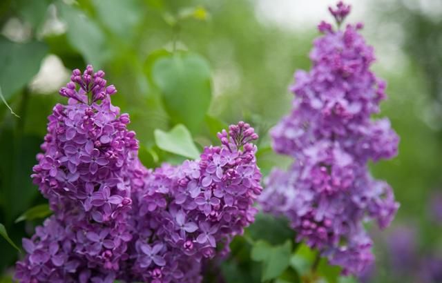 水仙花和什么花不能种在一起(水仙花和什么花可以一起养)图2