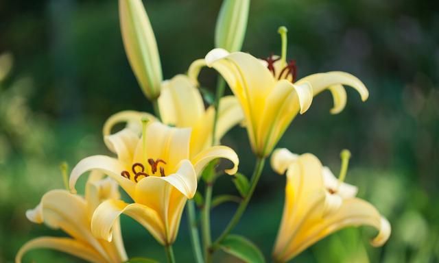 水仙花和什么花不能种在一起(水仙花和什么花可以一起养)图4