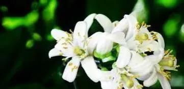 芳疗界的公主——橙花纯露