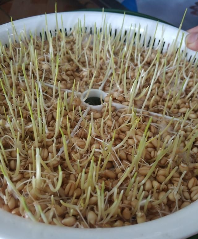 麦芽糖的做法是什么(麦芽糖的多种做法)图3