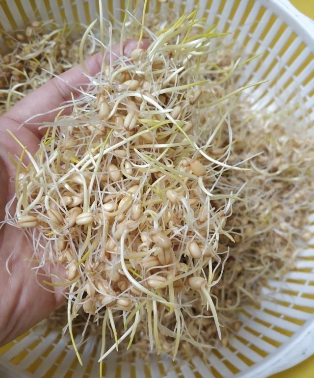 麦芽糖的做法是什么(麦芽糖的多种做法)图4